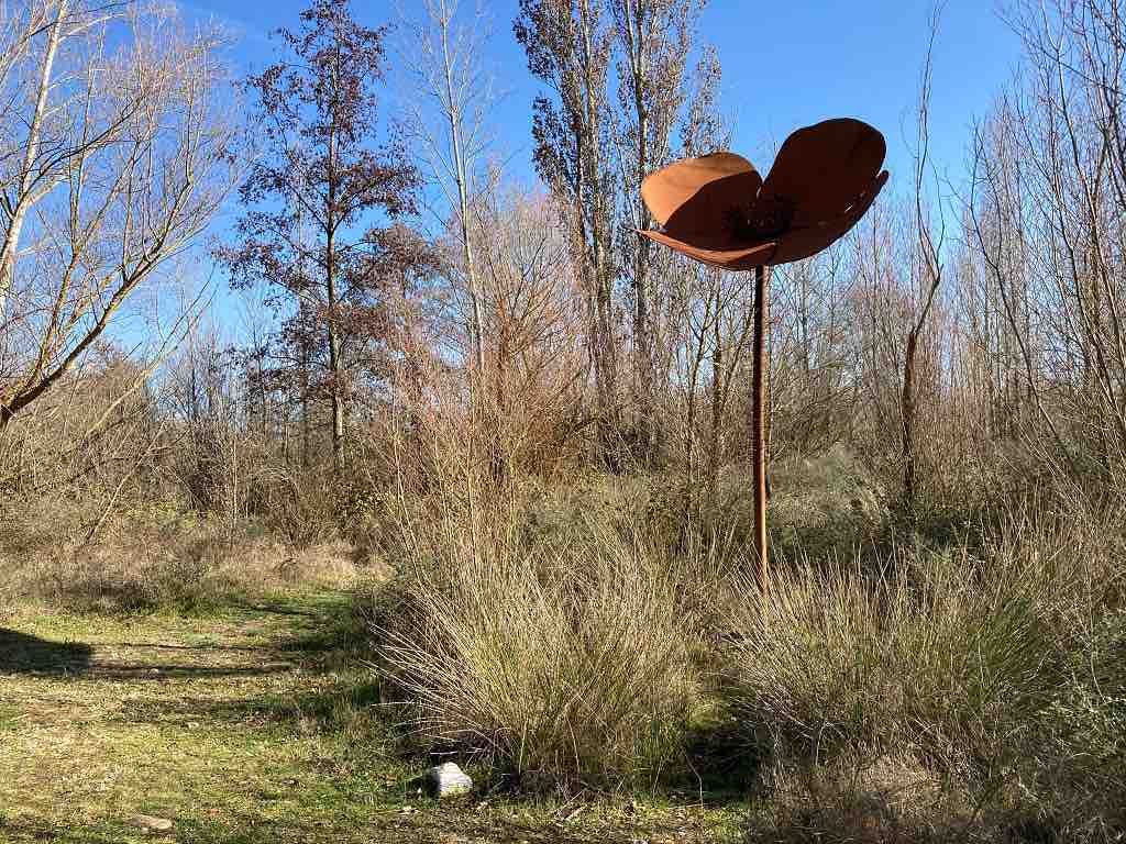 Amapola gigante en el Arte Emboscado en Almenara de Tormes, Salamanca