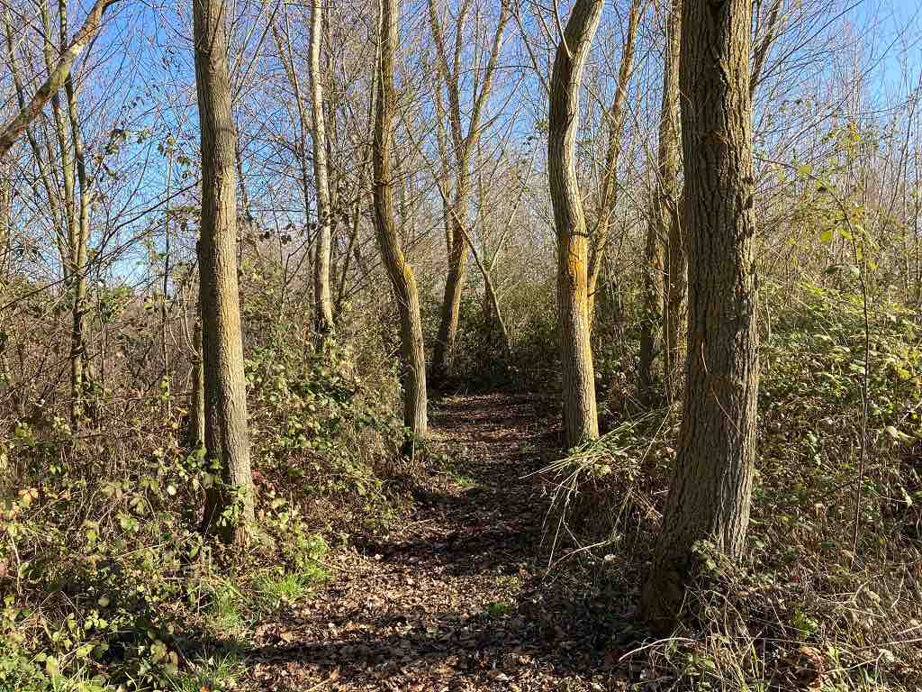 Camino entre árboles en el Arte Emboscado en Almenara de Tormes, Salamanca