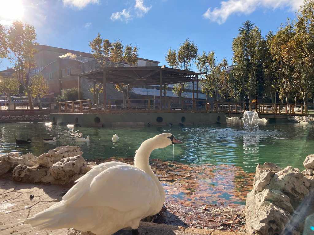 Estanque de patos en el Parque de La Alamedilla en Salamanca