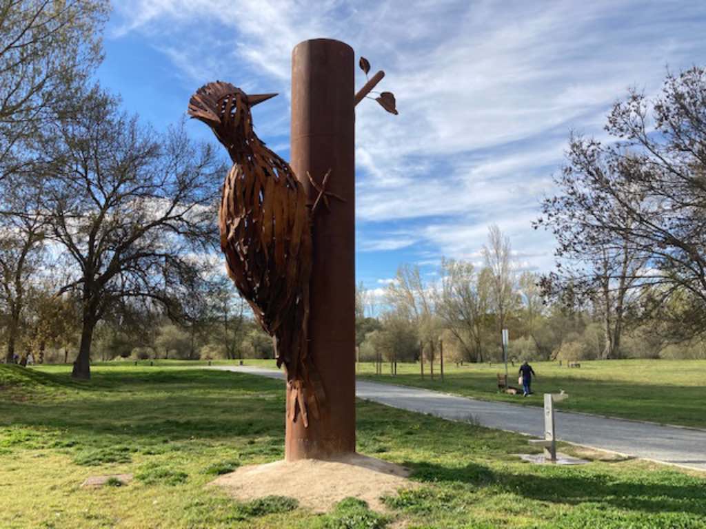 Pájaro carpintero en la Ruta de los Lápices en la Isla del Soto, Santa Marta de Tormes, Salamanca