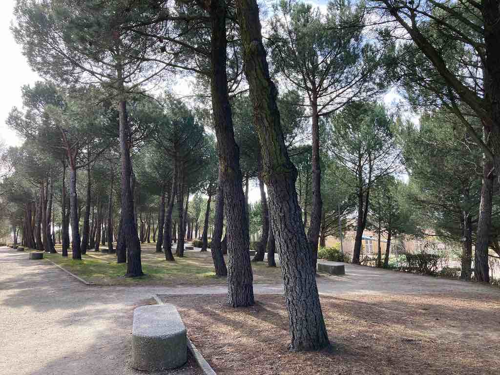 Arbolado en el Parque Wurzburg en Salamanca